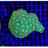 Densímetro FLUVAL SEA
