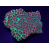Favia spp. (Red) (Premium) Favia spp. (Red) (Premium)
