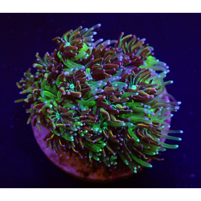 Galaxea spp. (Orange-Rainbow) Galaxea spp. (Orange-Rainbow)