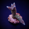 Acropora aspera Acropora aspera