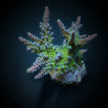Acropora austera Acropora austera