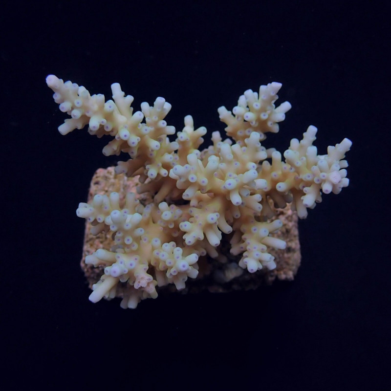 Acropora carduus Acropora carduus