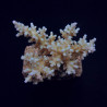 Acropora carduus Acropora carduus