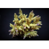 Acropora cerealis Acropora cerealis