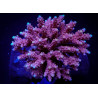 Acropora cytherea Acropora cytherea