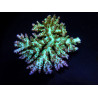 Acropora desalwii Acropora desalwii