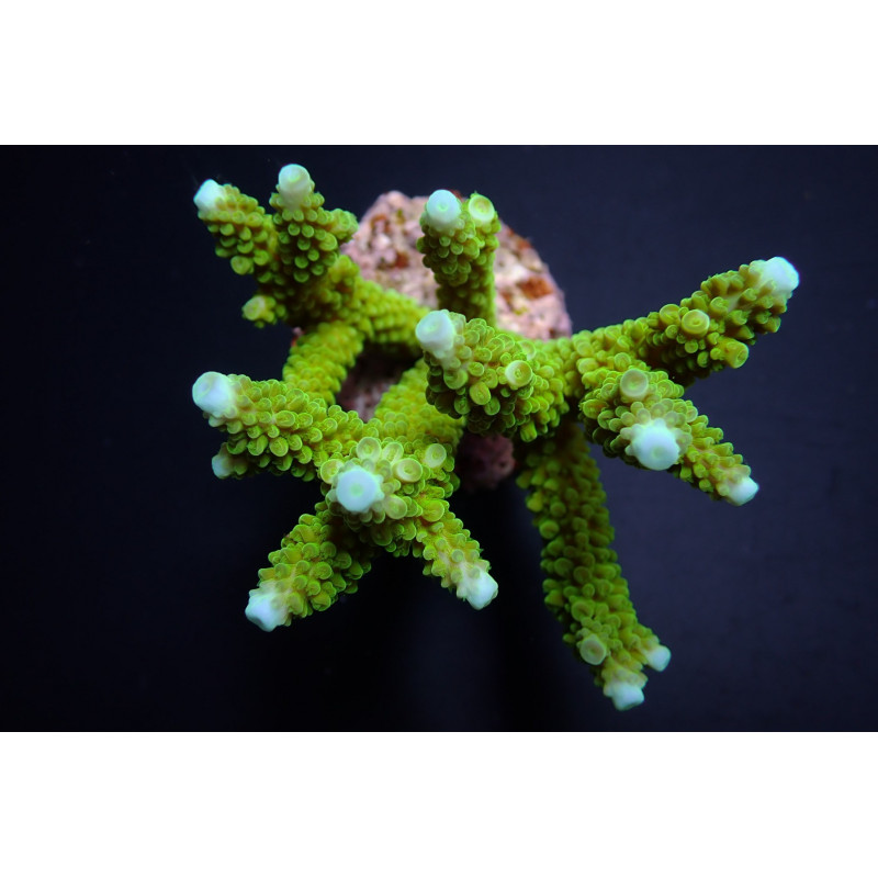 Acropora formosa (Blue tip) Acropora formosa (Blue tip)