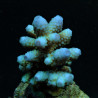 Acropora humilis (Blue) Acropora humilis (Blue)
