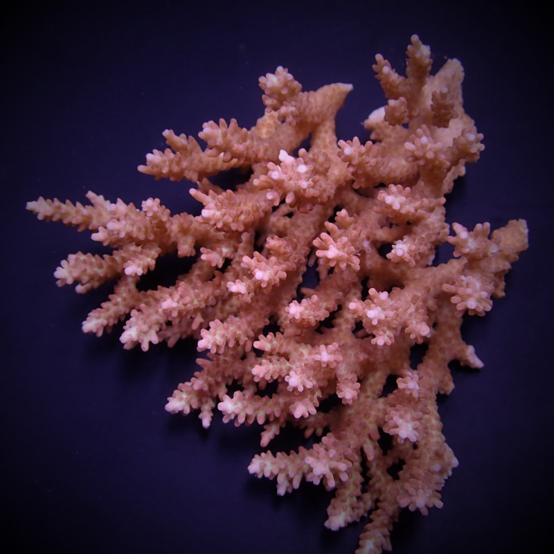 Acropora microclados Acropora microclados