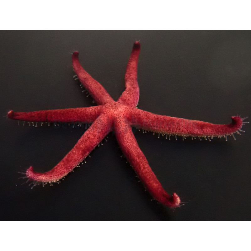 Echinaster luzonicus Echinaster luzonicus