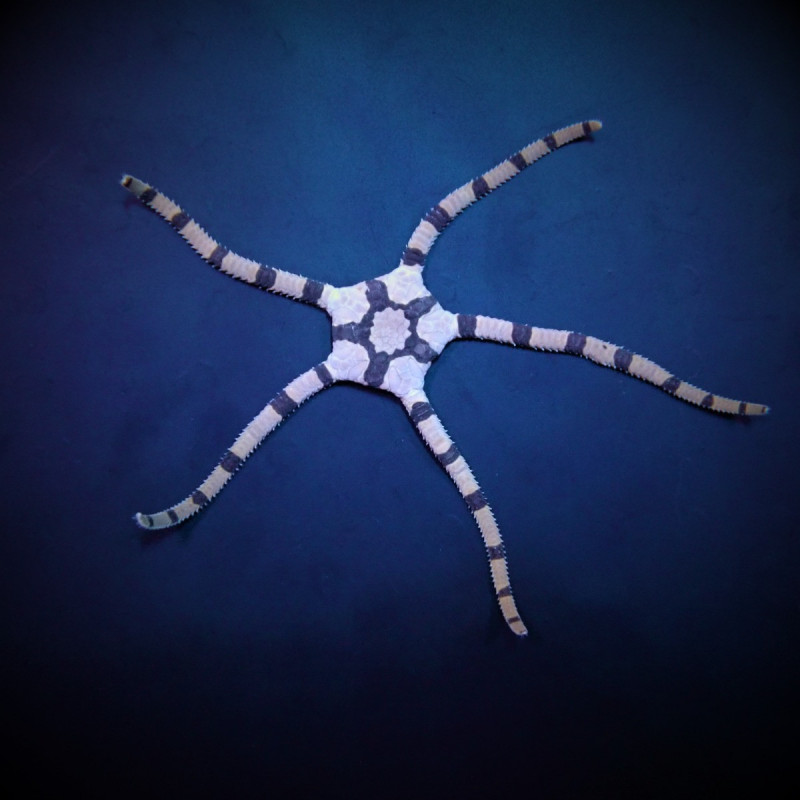 Ophiolepis superba Ophiolepis superba