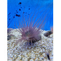 Fluval CHI MINI ACUARIO 25 LITROS