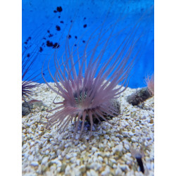 Fluval CHI MINI ACUARIO 25 LITROS