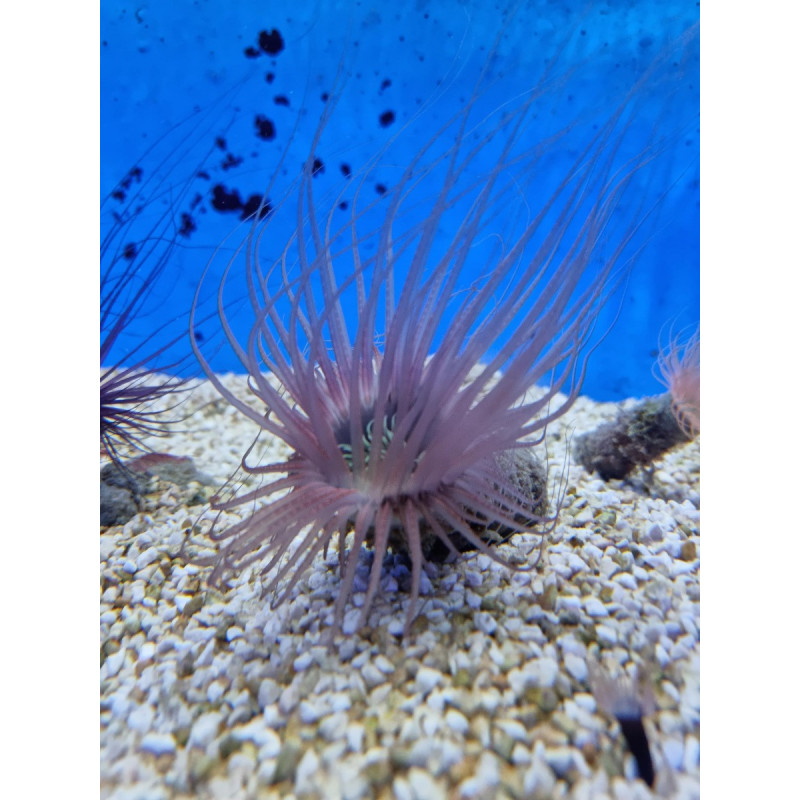 Fluval CHI MINI ACUARIO 25 LITROS
