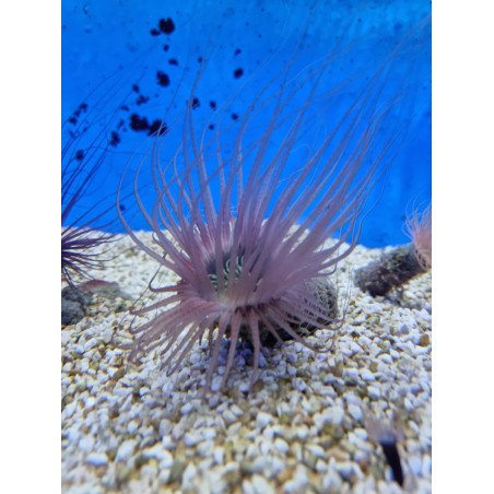 Fluval CHI MINI ACUARIO 25 LITROS
